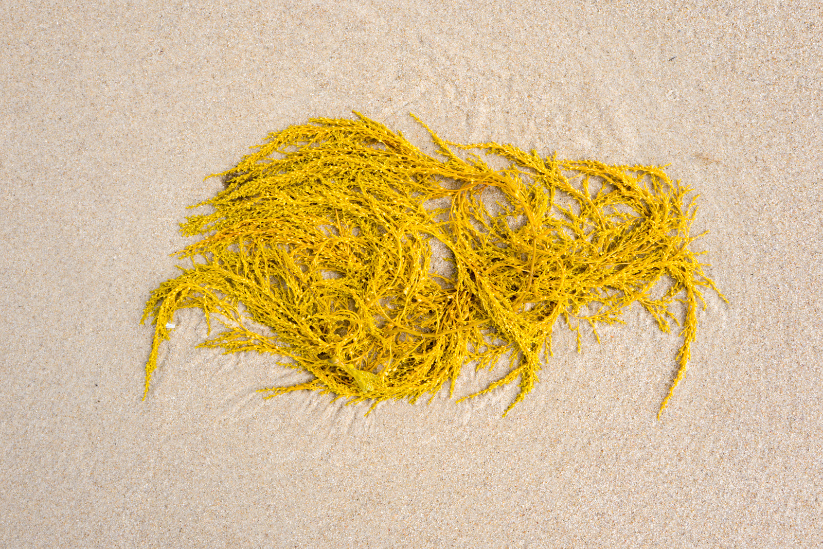 Abstract beach fundus Norderney